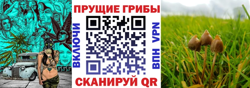 Галлюциногенные грибы Cubensis  kraken   Усмань  где продают  